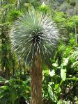 : - Yucca rostrata