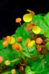 : - Begonia prismatocarpa