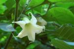 Baum-Engelstrompete - Brugmansia arborea