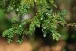 Patagonische Eibe - Saxegothaea conspicua