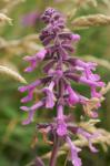 : - Stachys chamissonis