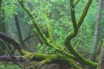 Oregon-Ahorn - Acer macrophyllum