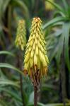 : - Aloe striatula