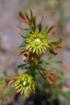 : - Aulax umbellata