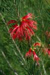 : - Calothamnus gilesii