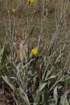 Garten-Schwarzwurzel - Scorzonera hispanica