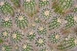 : - Echinocereus reichenbachii
