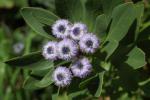 Dickblättrige Kugelblume - Globularia sarcophylla