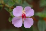 : - Monochaetum amabile