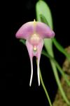 : - Porroglossum josei