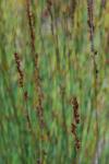 : - Rhodocoma arida