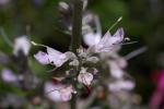 Weißer Salbei - Salvia apiana