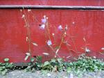 Acker-Glockenblume - Campanula rapunculoides