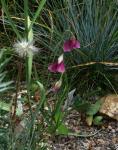 Narzissenblütiger Lauch - Allium narcissiflorum