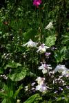 : - Aquilegia fragrans