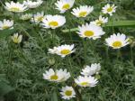 : - Anthemis punctata subsp. cupaniana