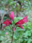 : - Alstroemeria brasiliensis