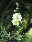 : - Alcea rugosa