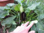 : - Arum nigrum