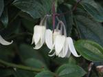 : - Clematis urophylla