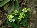 :-Corydalis malkensis