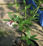 Chinesischer Seidelbast
- Daphne tangutica