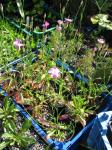 : - Dianthus serratifolius