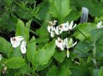 : - Dodecatheon dentatum