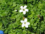 : - Ellisiophyllum pinnatum