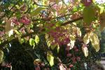 : - Euonymus maackii