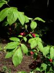 Spitzblättriger Spindelstrauch - Euonymus oxyphyllus