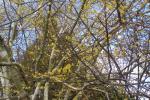Giralds Forsythie - Forsythia giraldiana
