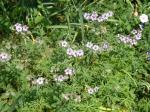 Knollen-Storchschnabel - Geranium tuberosum