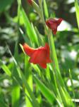 : - Gladiolus watsonioides