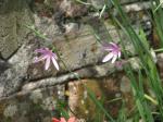 : - Hesperantha baurii