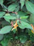 : - Impatiens stenantha