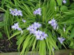 : - Iris gracilipes