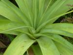 : - Kniphofia northiae