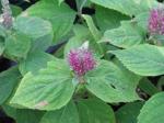 : - Comanthosphace stellipila