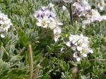 Hain-Felsenblümchen - Draba nemorosa