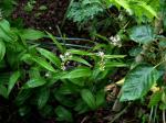 : - Maianthemum scilloideum