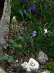 : - Mertensia lanceolata