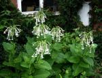 Duft-Tabak-Nicotiana sylvestris