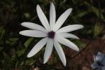 Bornholmmargerite - Osteospermum ecklonis