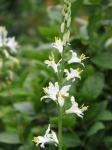 : - Paradisea lusitanica