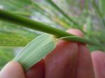 : - Leymus cinereus