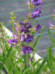 : - Penstemon subglaber