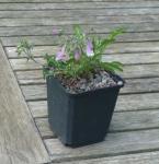 Rauhhaariger Zwerg-Bartfaden - Penstemon hirsutus