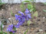 : - Penstemon speciosus