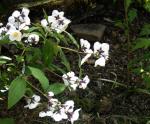 : - Philadelphus delavayi